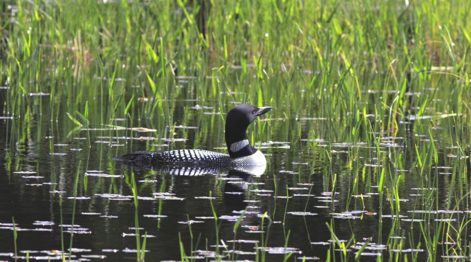 A loon in the water surrounded by plants