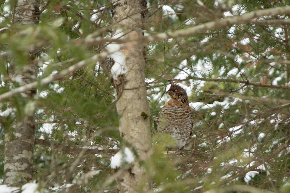 A ruffed grouse in a tree