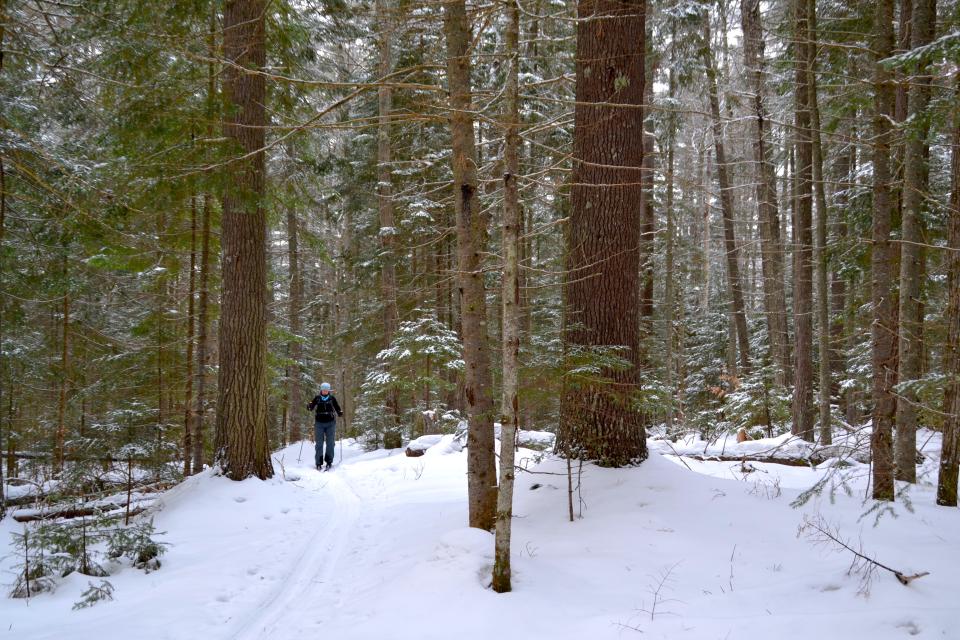 Varied kinds of forest along the Jackrabbit Trail.