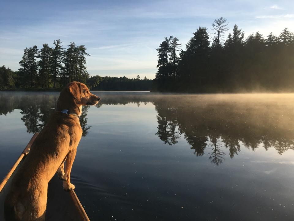 A dog on a canoe during sunrise on a lake