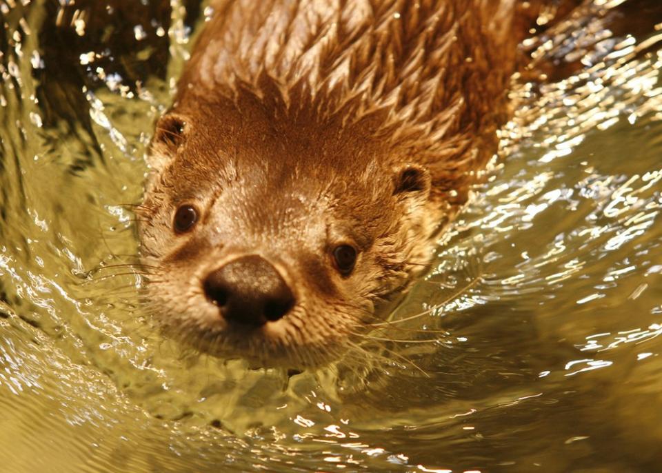 Closeup of one of the live otters swimming at The Wild Center