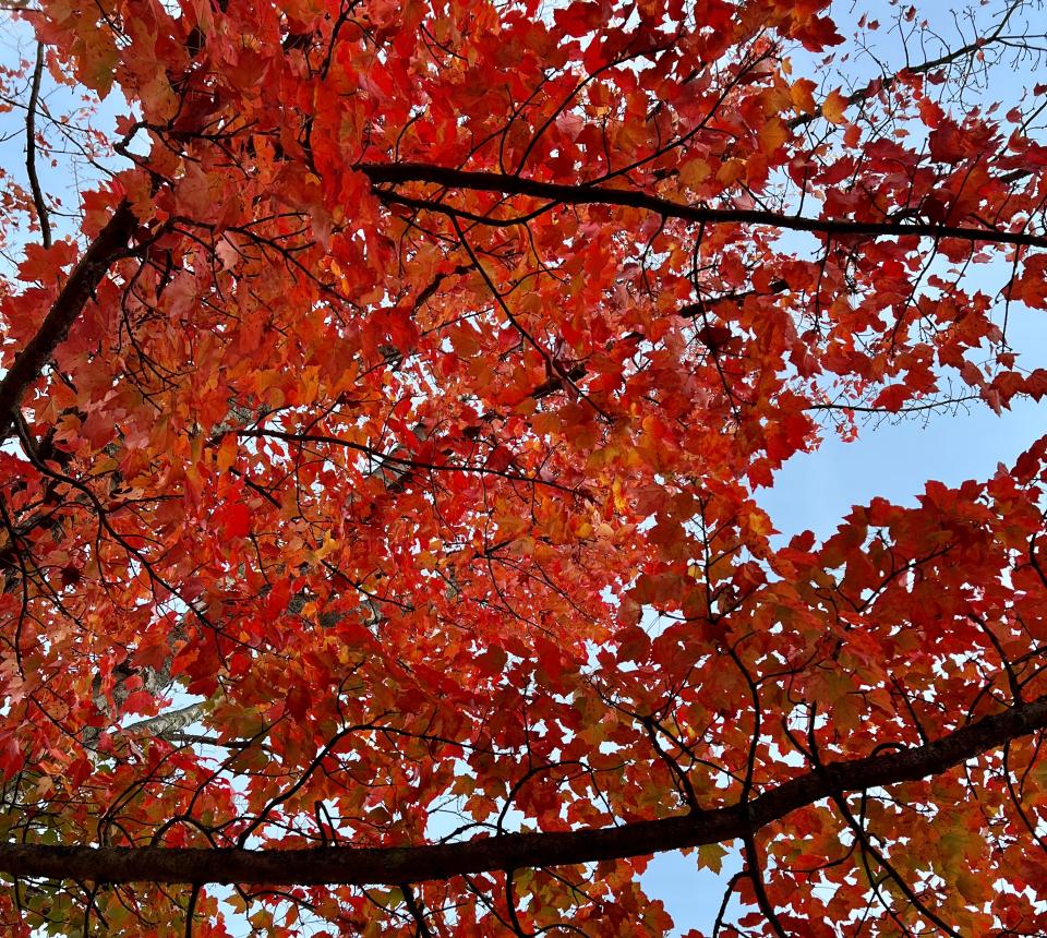 Brilliant red leaves with a blue sky
