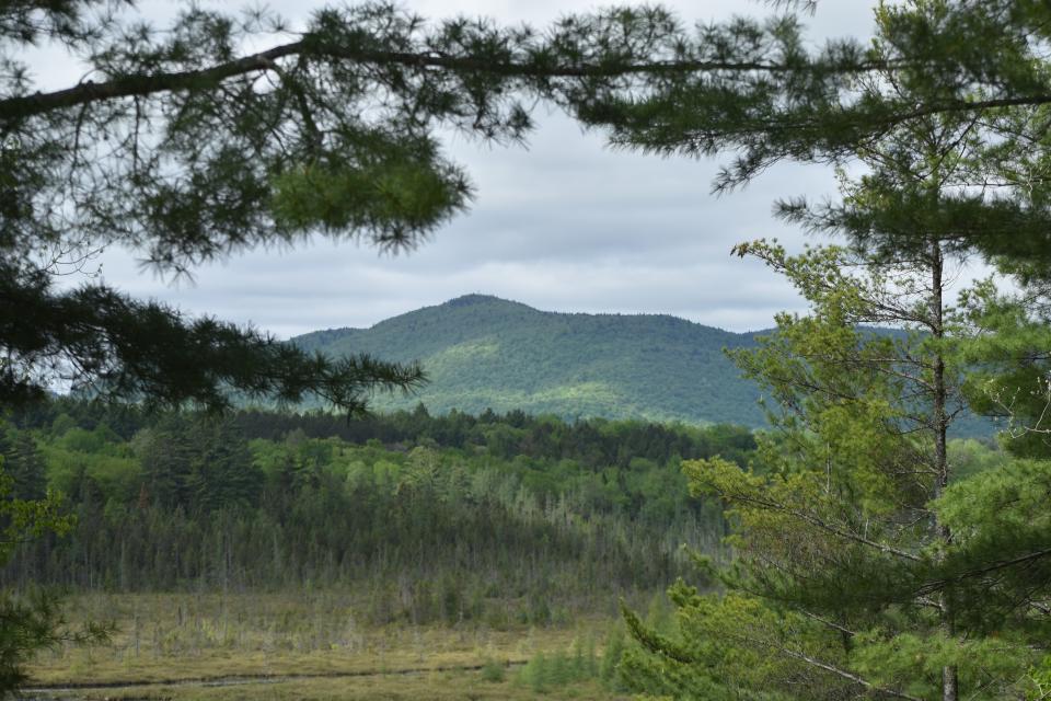 A green mountain view framed by pine tree branches.