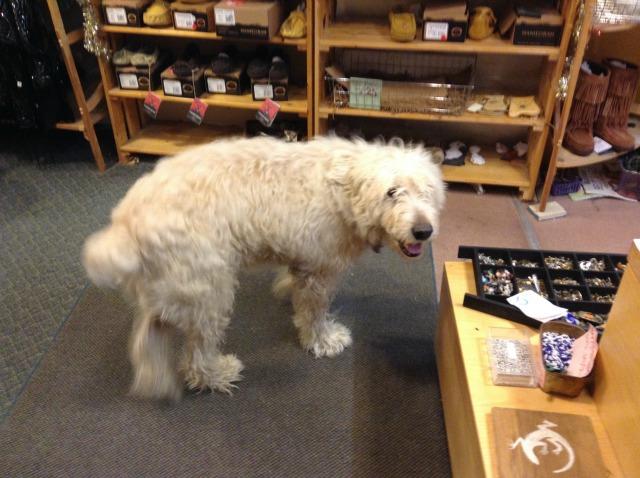 Tangles the dog loves greeting people at Two Horse Trading