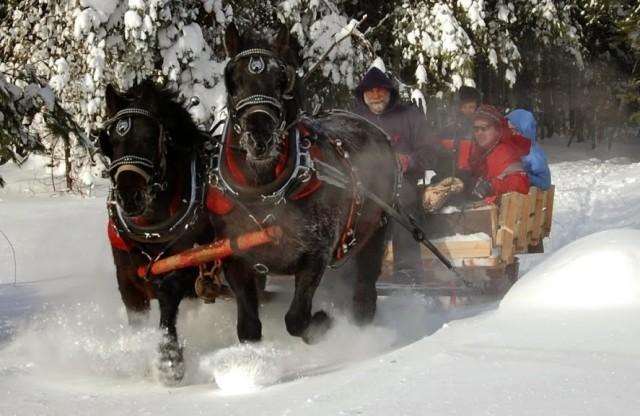 Draft horses hauling people in an old-style sleigh - now we're talking!