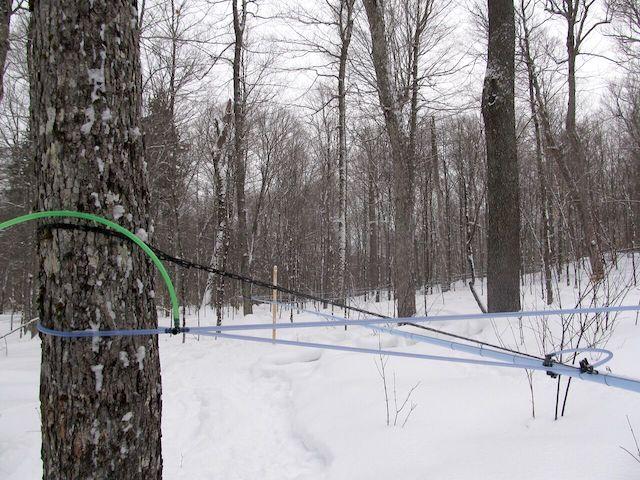 The tubing system can be taken down and reused season after season, while the trees themselves grow in productivity. All along, the maples contribute to the life of the forest.