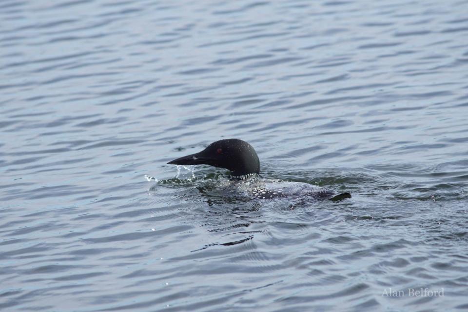 The calls of a Common Loon in the middle of the pond echoed across the landscape.