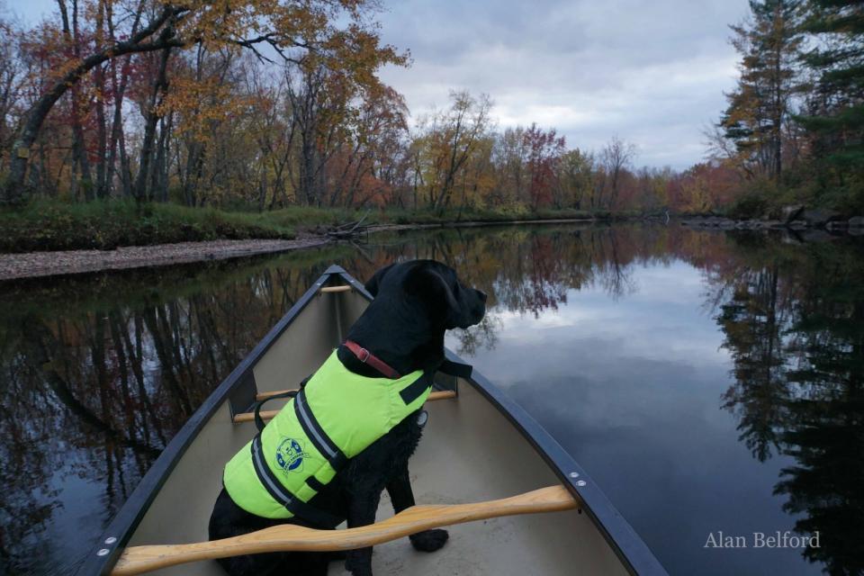 Wren surveys a mid-fall evening along the Raquette River from Axton Landing.