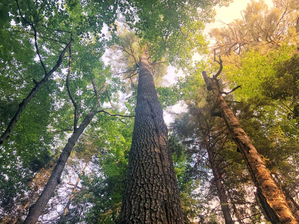 A view upward of an Old Growth white pine forest