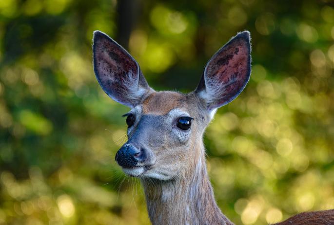 A brown deer with big eyes with a green background.