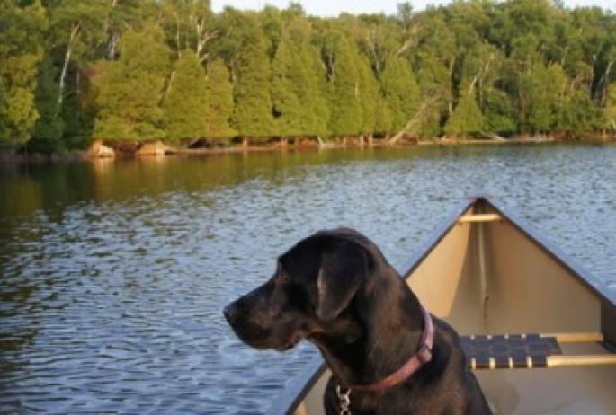 Our blogger Alan Belford's dog, Wren. Train our dog to sit quietly in the canoe by letting them enjoy landing in places where they can play