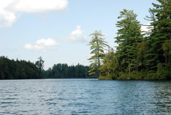 A view from the water during a paddle on Follensby Clear Pond.
