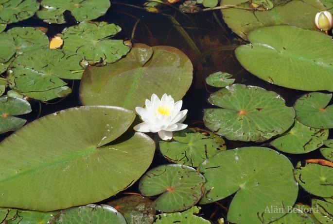 Sweet-scented water lilies covered the edges of the Flow in places with their white blooms!