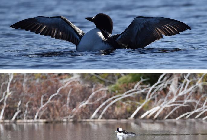 Two images: a common loon spreading its wings in a lake and a pair of buffleheads in a lake.