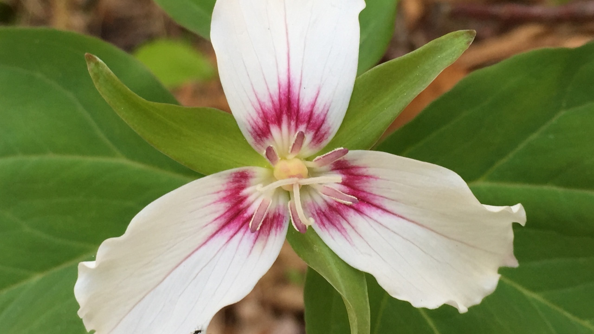 Types of Wildflowers and Their Wild Stories