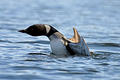 Image of a loon flapping its wings in the water