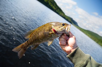 Fish is being taken off a line during the fishing derby in Tupper Lake