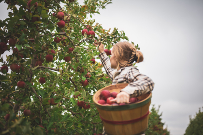 apple picking