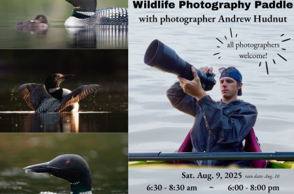 common loon photos and picture of a photographer on a kayak 