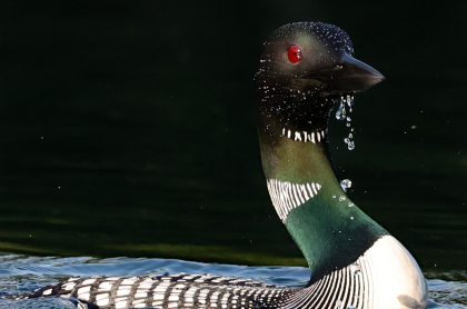 Amazing high definition image of a loon showing their iridescent throat feathers and water running off their slick coat.