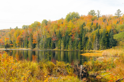 Bloomingdale Bog in the fall with the changing leaves