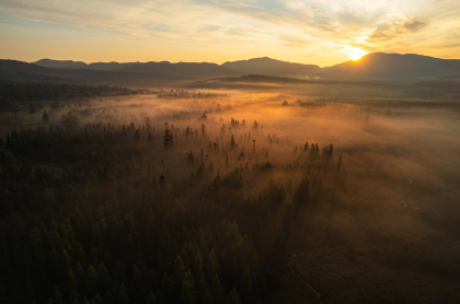 A foggy spruce meadow