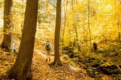 A hiker going through a golden-hued forest
