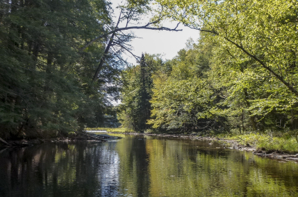 View of a narrow river moving through trees