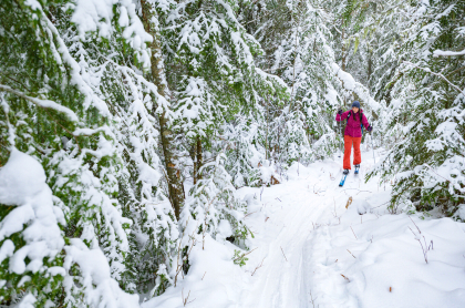 A skier travels through snowy green trees