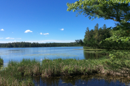 A pond surrounded by bright green pine trees
