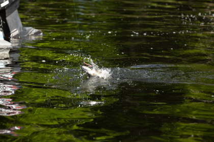 The Saranac Chain is full of lively fish.