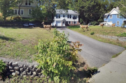 View of the front of a house with a long paved driveway and a herd of deer running through.