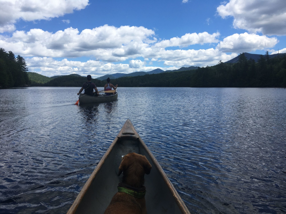 moose tour adirondacks