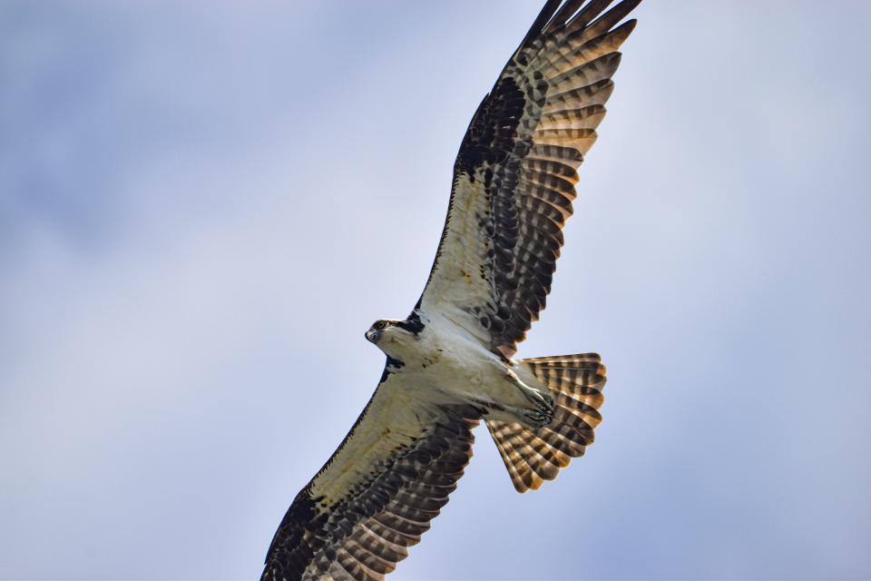 A brown and white Osprey soaring with its wings spread.