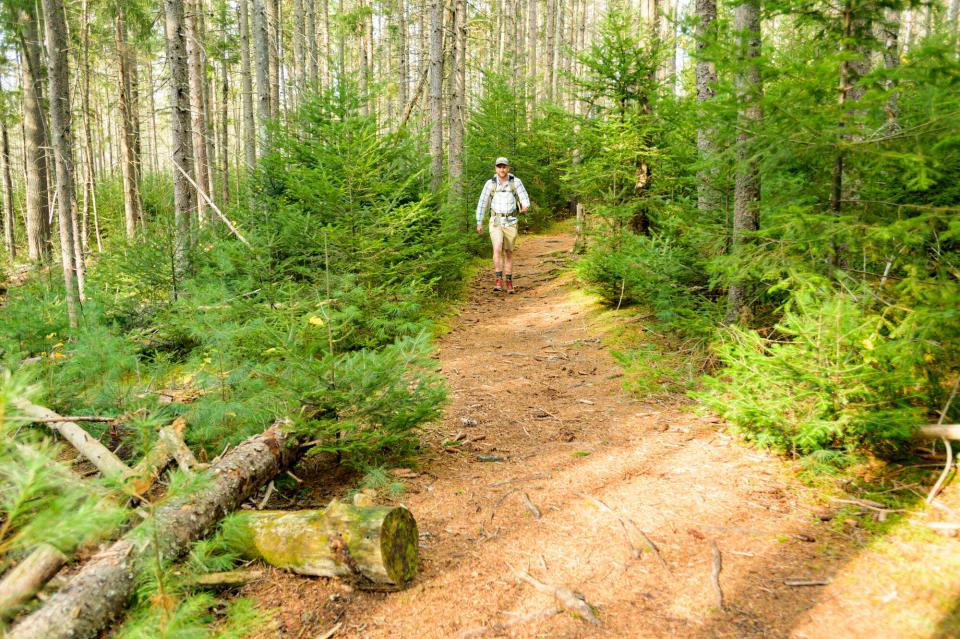 A hiker walks down a pine needle-strewn path in woods.