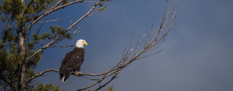 An adult Bald Eagle with a white head and brown body sitting in a pine tree.
