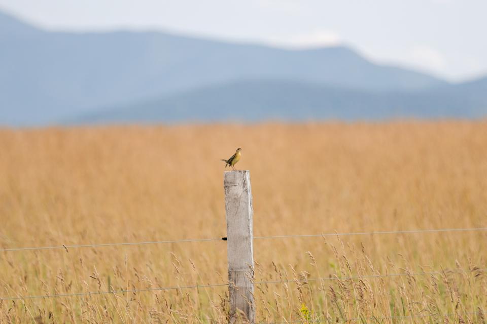 A brown female Bobolink sits on a fence post with a grassy field in the background.