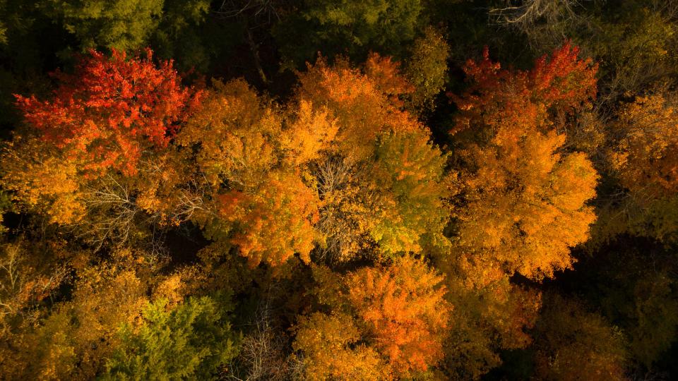 Aerial view looking down on bright orange fall trees.