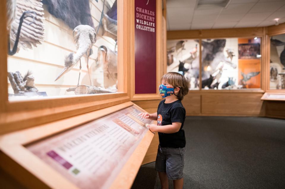 Child looks at museum exhibit.