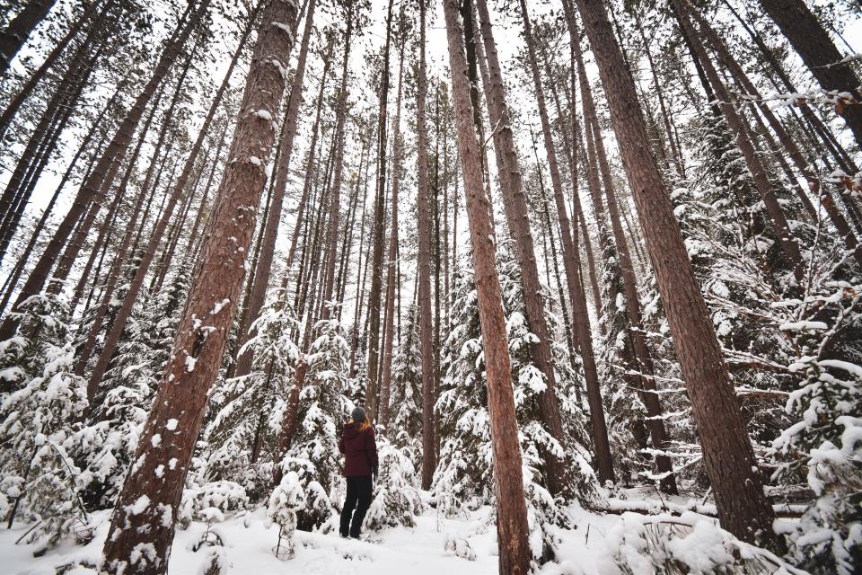 A woman stands amongst tall, snow-covered trees in the woods