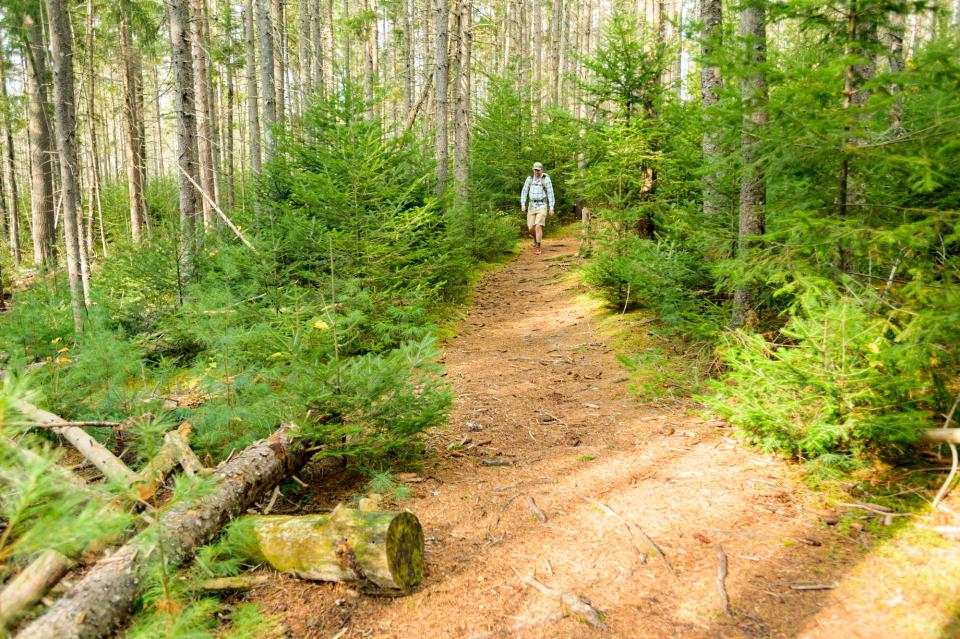 A lone hiker travels along a defined path through pine trees.