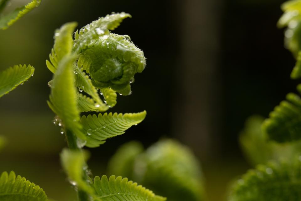 Close-up of the curled-up top of a leafy green fern, glistening with dew.