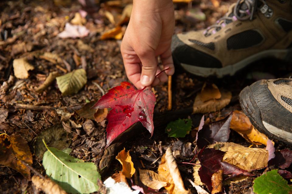 A close-up of a human hand picking up a fallen red leaf.