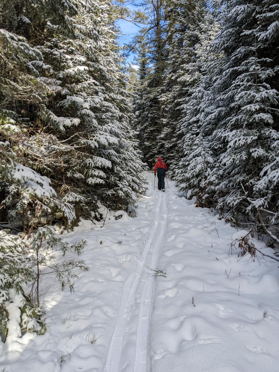 A person in a red jacket cross-country skis away from the camera in a dense, snowy wood.