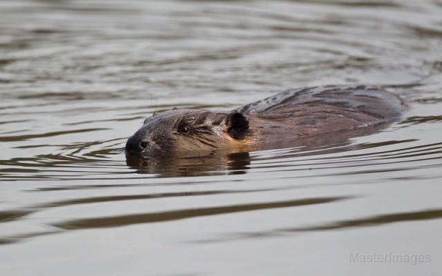 The beavers in Madawaska Pond were very active, producing loud tail slaps which echoed around the hills like gunshots! Photo courtesy of www.masterimages.org.