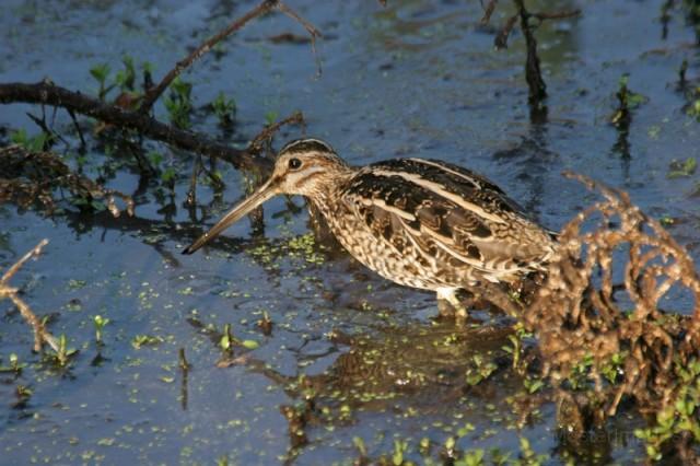 We heard a nice collection of species near Dexter Bog, including a winnowing Wilson's snipe. Photo courtesy of www.masterimages.org.