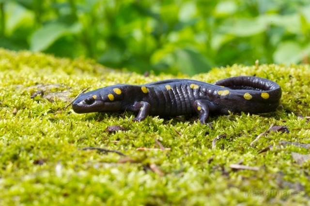 spotted salamander Larry
