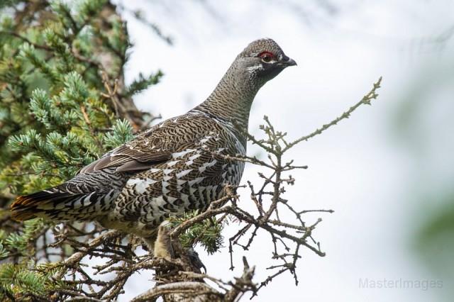 spruce grouse male - Larry