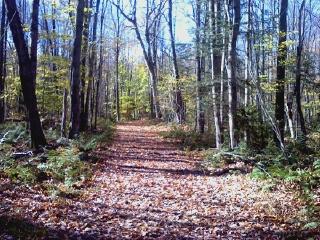 Walking the trails in the fall