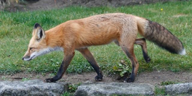 red fox - Larry